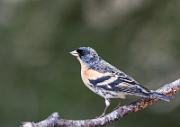 Bergfink - Brambling  (Fringilla montifringilla)